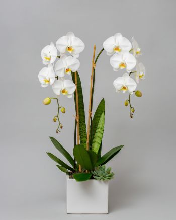 Two white orchids in square white vase against a gray background