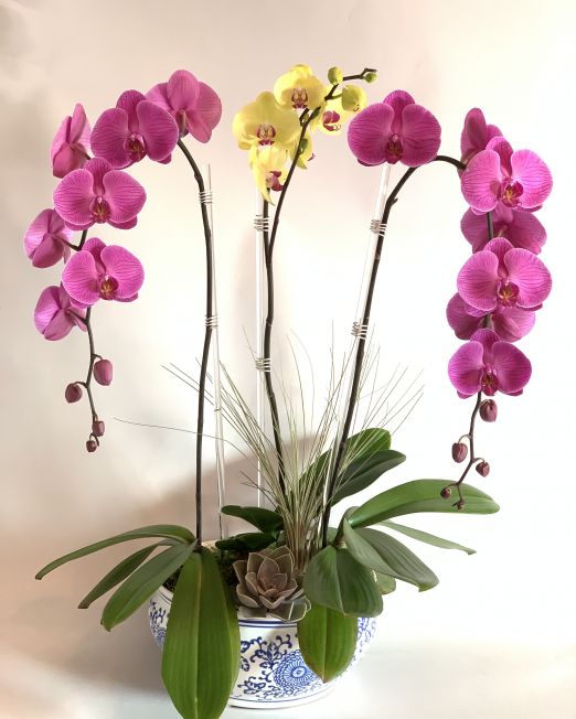 Asian Orchid Delight