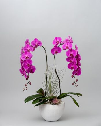 The Pink Princess Orchid arrangement. Two pink orchids arranged with succulents in a white vase.