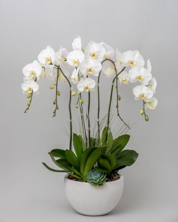The Orchid Font orchid arrangement by Michael Simon