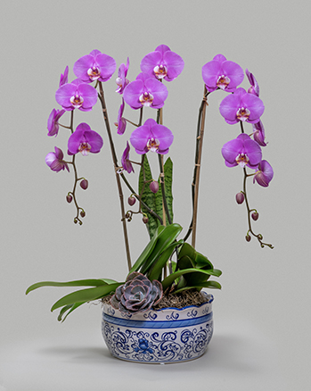 Pink orchids in a white pot with blue curlicue designs