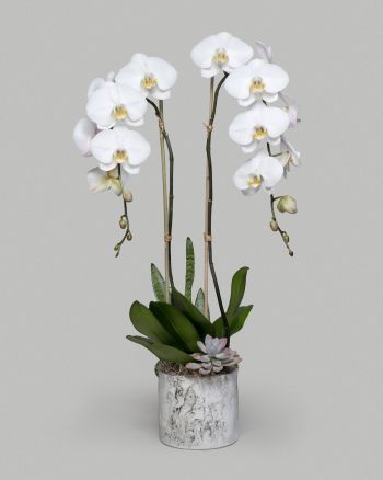 Two white orchids in small birch vessel