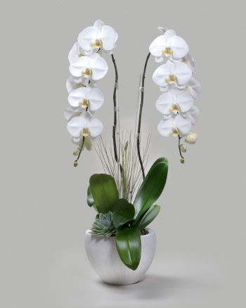 Two white orchids arranged with succulents in a small white bowl