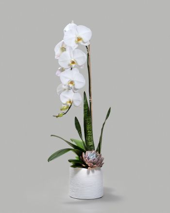 Single white orchid arranged with succulents in a circular white vessel