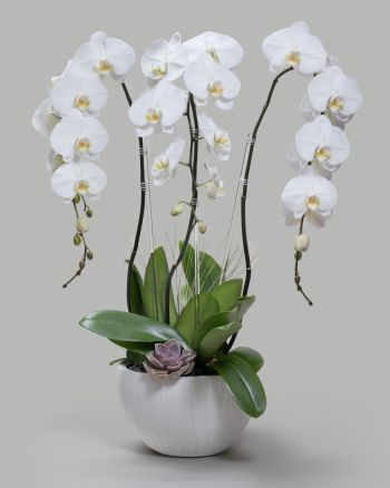 Three white orchids arranged with succulents in a small white bowl