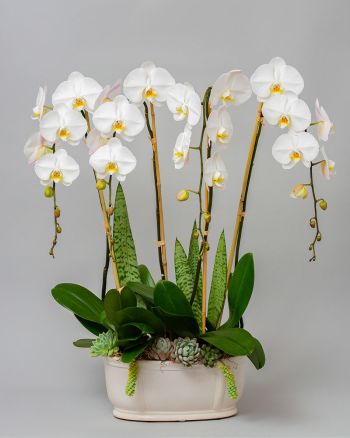 Premium arrangement of white orchids and various succulents in white planter against a gray background.