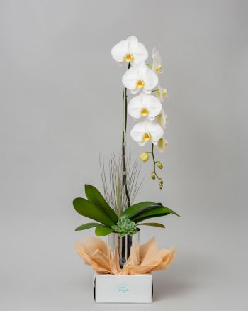 The white mercury orchid. A white orchid arranged in a metal vase that looks like mercury.