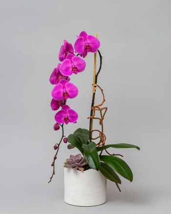 Single pink orchid beautifully arranged with a succulent in a small white vase.