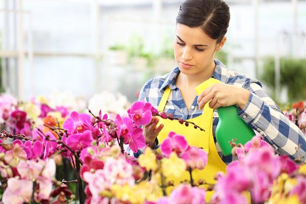 Stock photo of a woman watering an orchid in a greenhouse.