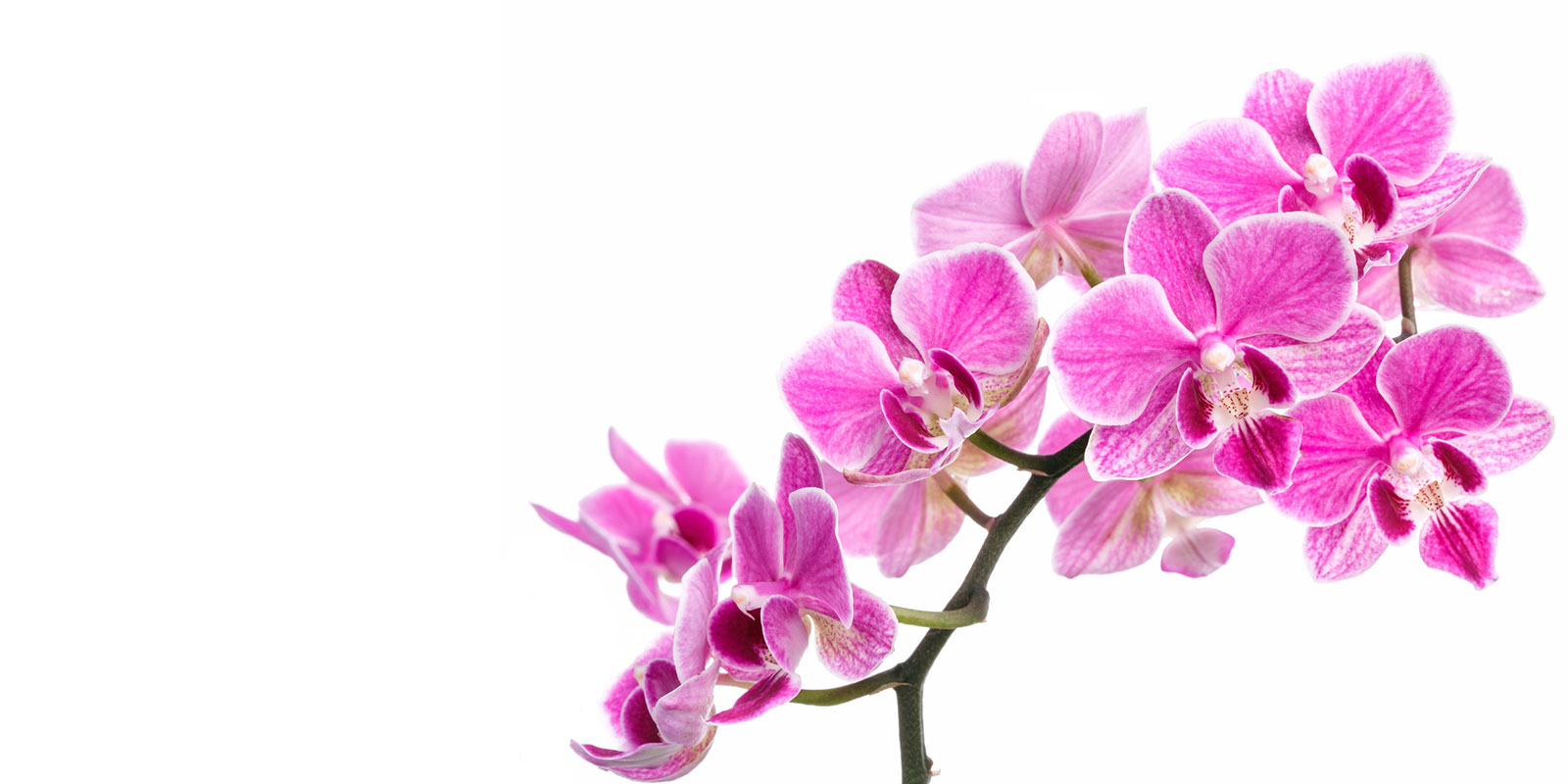 Stock photo of pink orchids on a white background.