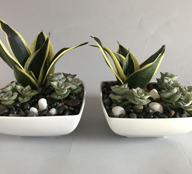 Two small succulent arrangements in white vases with pebbles.