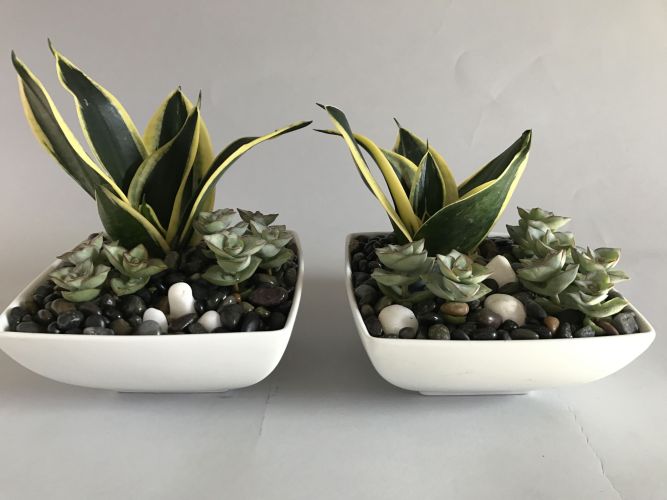 Two small succulent arrangements in white vases with pebbles.