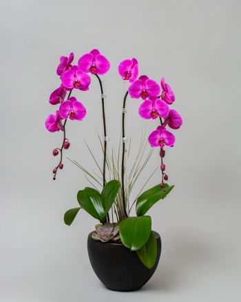 Two pink orchids in small black vase arranged with a succulent against a gray background.
