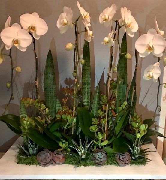 Large orchid and succulent arrangement against a gray backdrop.