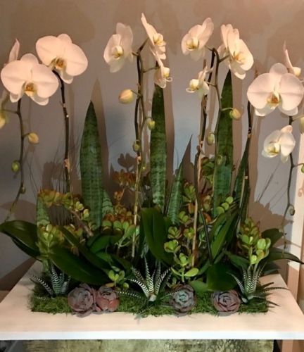 Large orchid and succulent arrangement against a gray backdrop.