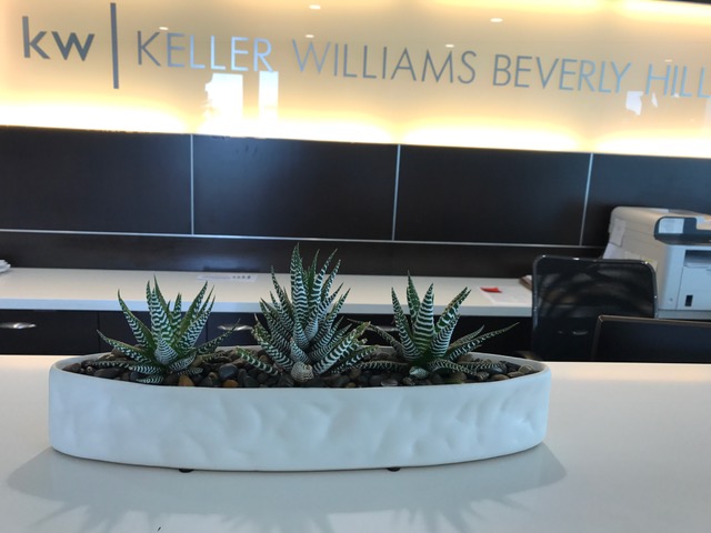 Three small succulents arranged in a white vase on a reception desk.