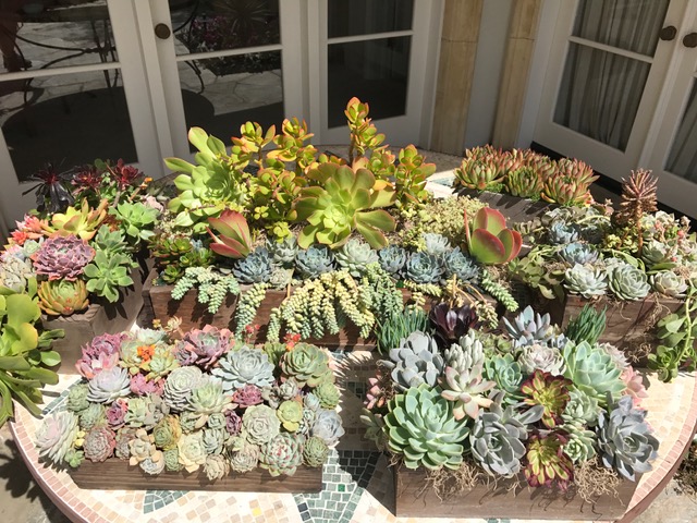 Multiple planters full of colorful succulent arrangements.