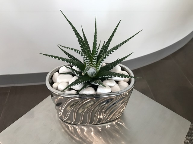 Small white and green succulent in metal vase with filled white pebbles.