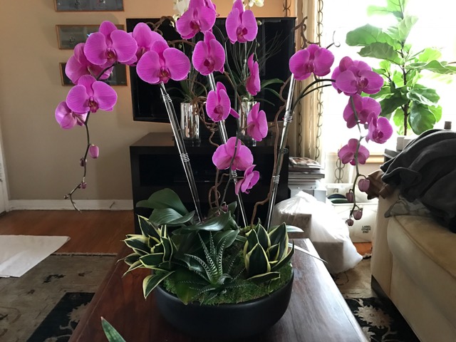 Pink orchids arranged with succulents in moss on a living room coffee table.