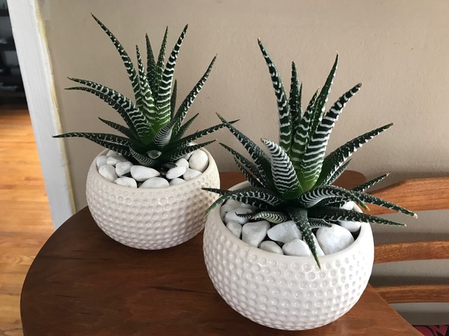 Two striped succulents in white bowls with white pebbles.