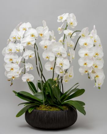Several white orchids in a short black vase filled with moss against a gray background.