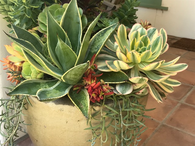 Close up of succulents in a large outdoor arrangement.