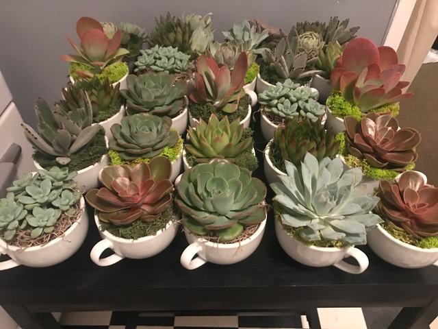 Several single succulents arranged in moss in white coffee mugs.