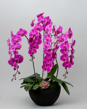 Multiple pink orchids arranged in moss in a black bowl with a succulent against a gray background.