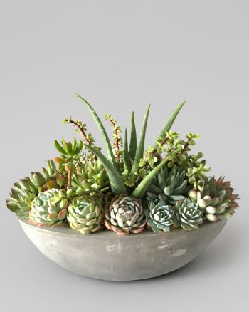 Colorful succulent arrangement in a medium gray bowl against a gray background.