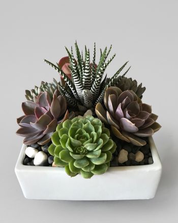 Various succulents in a small arrangement in a square white vase.