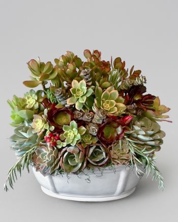 Colorful succulent arrangement in a white planter against a white background.