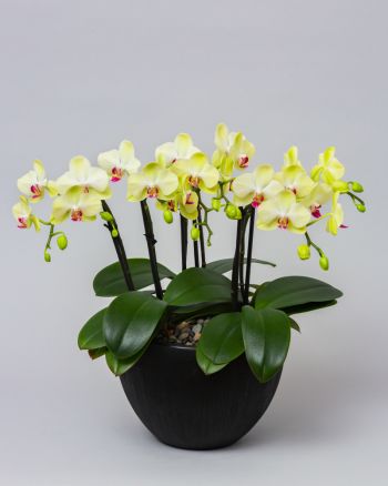 Yellow-green orchids in a small black bowl, called the sunshine bowl.