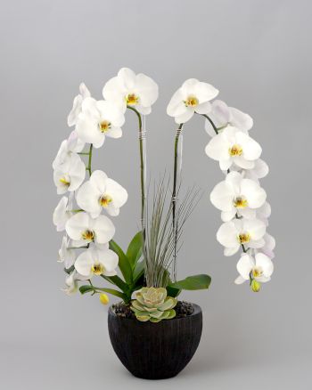 Two white orchids in a black pot with a succulent at the center.