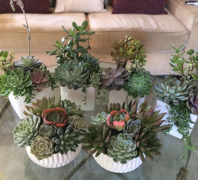 Multiple succulent arrangements in white vases on a glass table.
