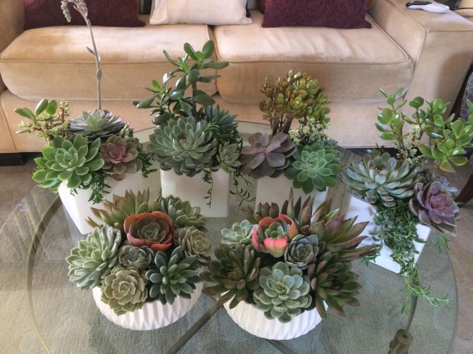 Multiple succulent arrangements in white vases on a glass table.