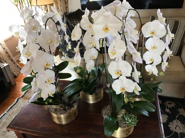 Large white orchids in gold colored vases on a brown coffee table.