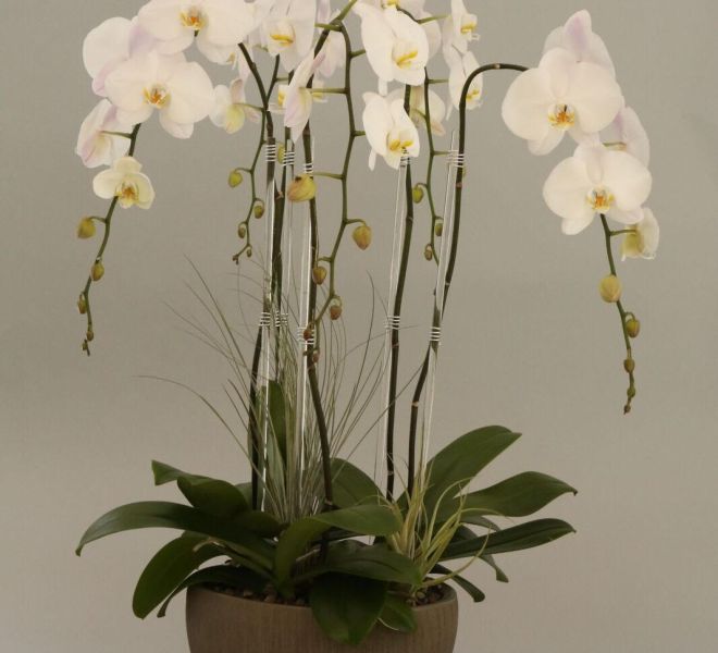 White orchids in a vase against a gray background.