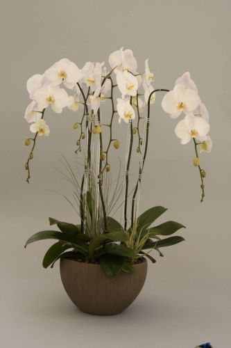 White orchids in a vase against a gray background.