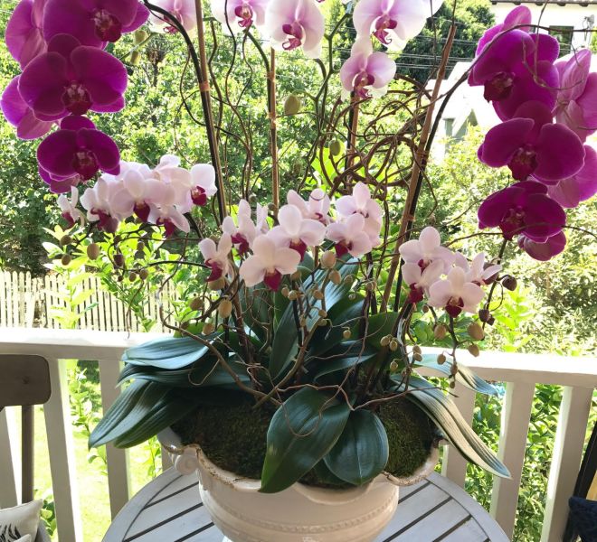 Beautifully arranged pink and white orchids in a white vase outside on a small table.