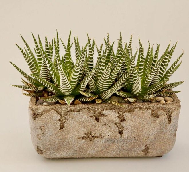 Green succulents with white stripes in a stone vase with small pebbles.