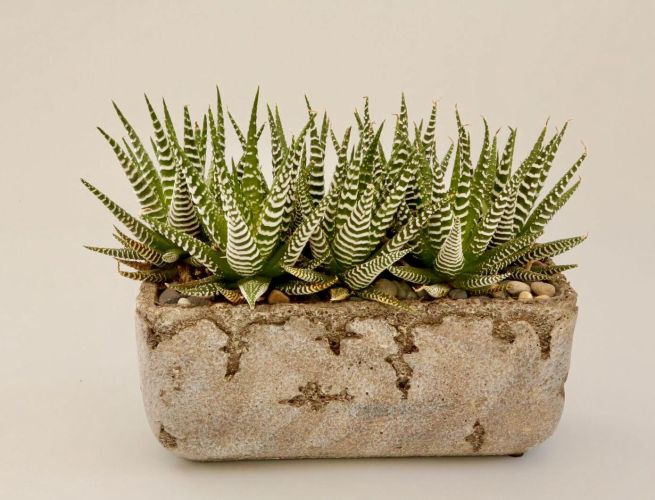 Green succulents with white stripes in a stone vase with small pebbles.