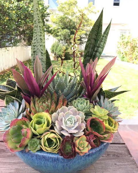 A colorful arrangement of succulents outside in a medium blue bowl.