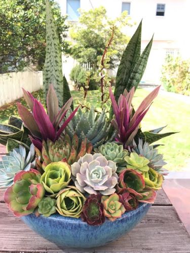A colorful arrangement of succulents outside in a medium blue bowl.