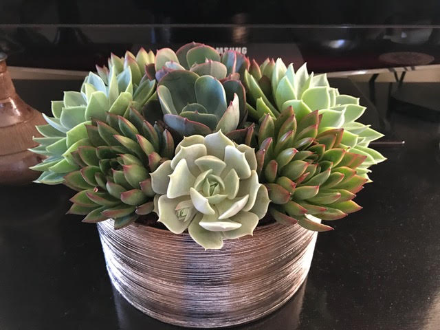 Arrangement of succulents in a small circular vase in front of a TV.