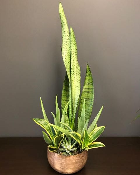 Tall green succulents in a copper bowl with pebbles.