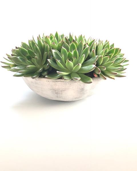 Small white bowl with green succulents.
