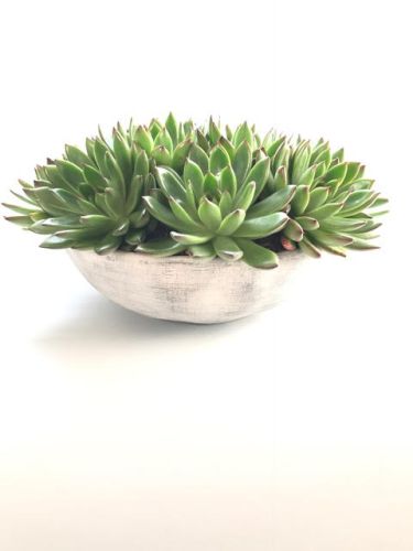 Small white bowl with green succulents.