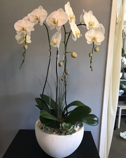 Three white orchids in a medium white container with white pebbles and a small succulent.