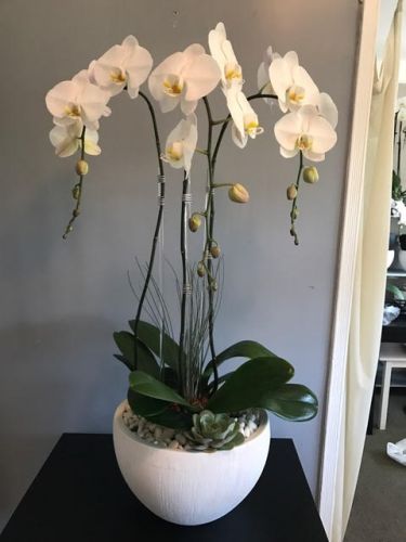 Three white orchids in a medium white container with white pebbles and a small succulent.