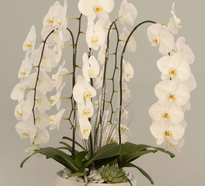 Multiple white orchids arranged with green succulents in a small white vase with white pebbles.